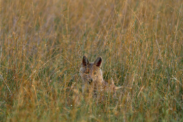 Canvas Print - Side-striped jackal, Canis adustus, canid native to Africa, in the golden grass. Wet season. Safari in Okavango delta, Botswana. Jackal in the nature habitat. Wildlife Africa, evening light.