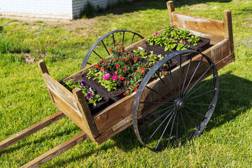 Canvas Print - Vintage wooden cart with flower pots stands on green grass