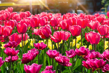 Canvas Print - Red tulips bloom under sunshine in the garden.	