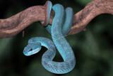 Fototapeta Zwierzęta - Blue viper snake closeup on branch, blue insularis venomous snake, Trimeresurus Insularis