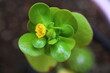 Portulaca oleracea portulaka warzywna pospolita