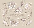 Set of hand drawn luxurious Chrysanthemum flowers. Vector illustration of plant elements for floral design. Sepia sketch of flowers isolated on a beige background. Beautiful bouquet of Chrysanthemums
