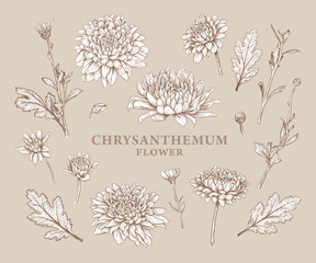 Wall Mural - set of hand drawn luxurious chrysanthemum flowers. vector illustration of plant elements for floral 