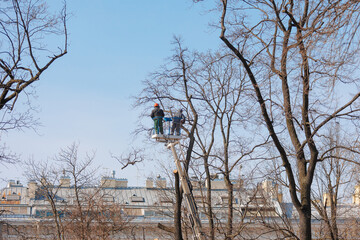  tree care, street workers sawing branches on tall trees in park. municipal services are engaged in maintenance of house territory. gardeners