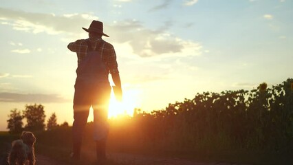 Sticker - farmer silhouette. a male farmer walk along a road among a field of sunflowers. farm agriculture business concept. man sun farmer working in a field of sunflowers. senior agriculture agronomist