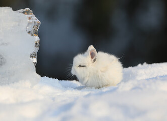 Wall Mural - decorative white rabbit in the snow