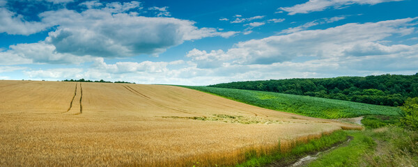 Wall Mural - panoramic view of wheat yellow field and blue sky with clouds