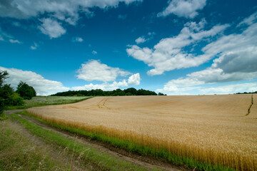 Wall Mural - wheat yellow field and blue sky with clouds near way