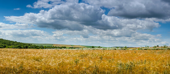 Fotomurales - wheat field with ripe ears and beautiful cloudy sky, white summer wildflowers on the horizon