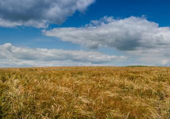 Fotomurales - Landscape with a blue cloudy sky and a ripe field, a mixture of barley and oats on a warm summer day. Field of Ukraine with a harvest.