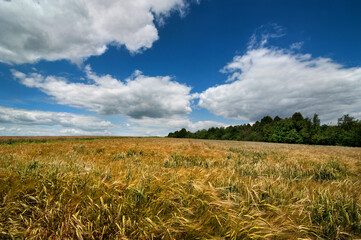 Fotomurales - Landscape with a blue cloudy sky and a ripe field, a mixture of ears of wheat and barley ripening, organic