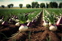 Background With A Field Of Onion Plantations. Plantation In The Vegetable Garden Agriculture. Growing Food On The Farm. Agroindustry And Agribusiness. Generative AI
