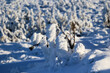 Zimowy widok górski na zmrożone drzewa i pokrywa śnieg. 