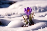 fleur de crocus qui pousse au travers de la neige - illustration ia
