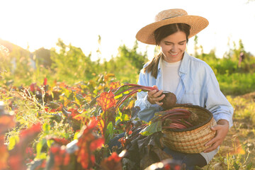 Canvas Print - Woman harvesting fresh ripe beets on farm, space for text