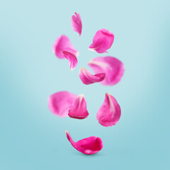 Poster - Beautiful pink peony petals falling on pale light blue background