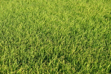 Wall Mural - background of green rice in the field