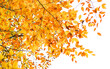 © Cavan Images - Looking up at golden autumn leaves on a tree branch