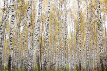Birch Trees Growing In Forest