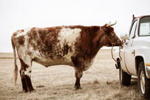 Long Horned Steer Tied To Vintage Pick Up Truck