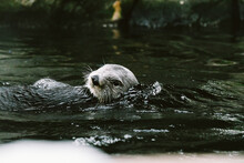 Side View Of A Sea Otter Swimming Through The Water