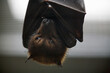 © Cavan Images - The head of a large bat hanging upside down.