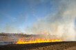 © Cavan Images - A controlled burn is being employed in a farmer's field to help rid the field of unwanted plant species, which will in turn give his cattle more nutrient rich forage.