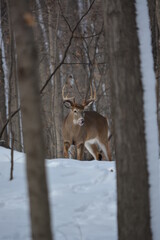 Wall Mural - Deer