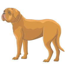 Yellow Dogue De Bordeaux Isolated On White Background.
