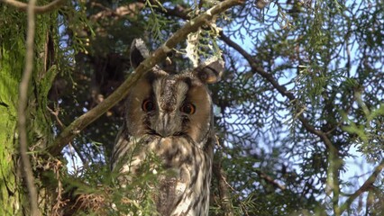 Long-eared owl (Asio otus) sitting on pine tree, 4k