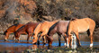 © htrnr - Herd of wild horses feeding and watering in the Salt River near Phoenix Arizona United States