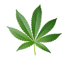Close Up Of A Cannabis Leaf With A Transparent Background.