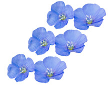 Flax Flowers Or Linum Usitatissimum Isolated On A White Background . Top View, Flat Lay
