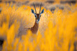 The springbok (medium-sized antelope) in tall yellow grass. Wild african animals. Post-processed digital AI art	