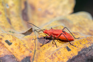 Wall Mural - Image of Red cotton bug (Dysdercus cingulatus) on the leaf on a natural background. Insect. Animal. Pyrrhocoridae.