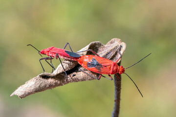 Wall Mural - Image of Red cotton bug (Dysdercus cingulatus) on the leaf on a natural background. Insect. Animal. Pyrrhocoridae.