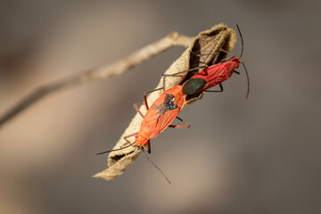 Wall Mural - Image of Red cotton bug (Dysdercus cingulatus) on the leaf on a natural background. Insect. Animal. Pyrrhocoridae.