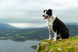 border collie dog in the mountains
