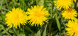 Yellow dandelions in green grass in spring.