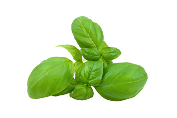 Wall Mural - Basil Leaf on transparent png