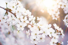 Spring Flowering At Sunset. White Flower On The Tree. Apple And Cherry Blossoms.