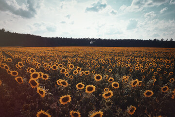 Wall Mural - Sonnenblumenfeld - Sunflower - Field - Ecology - Environment - Agriculture - High quality photo - Bioeconomy - Photo Wallpaper