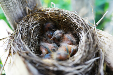 Wall Mural - Bird's nest with bird in early summer. Eggs and chicks of a small bird. Starling. Feeds the chicks.