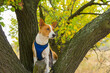 Portrait of mature basenji dog standing on wild pear  tree branch and looking around