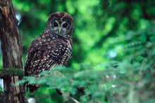 A Northern Spotted Owl In A Tree In The Olympic National Forest In Washington.