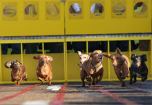 Der Wienerschnitzel Wiener Nationals Dog Race