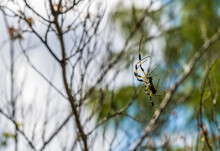 A View Of A Golden Silk Orb-weaver Spider Climbing On A Web On The Island Of Eleuthera, Bahamas On A Bright Sunny Day