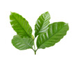 Coffee leaves isolated on  transparent png