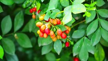 Ripe Seeds Of Murraya Paniculata, Andaman Satinwood Or Chinese Box Or Orange Jessamine Flowers Range From Yellow To Bright Red And Green Leaves Background