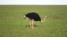 Wild Bird Ostrich In The Savannah Of Africa.